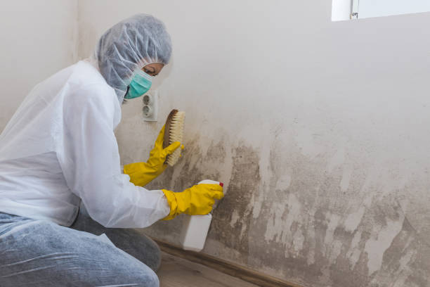 Mold Removal Process in Williamsport, PA
