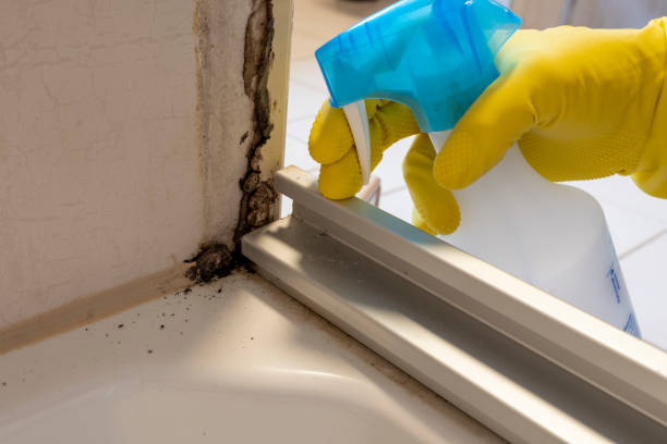 Best Commercial Mold Removal  in Williamsport, PA