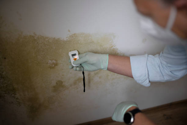 Trusted Williamsport, PA Mold Removal Experts