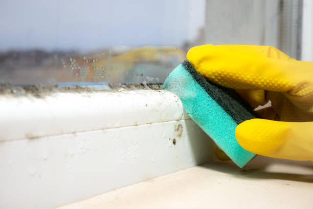 Best Fast Mold Removal  in Williamsport, PA