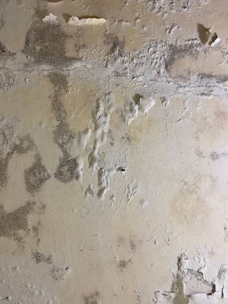 Best Mold Removal Company Near Me  in Williamsport, PA