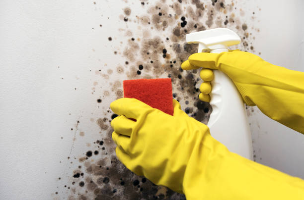 Best Office Mold Removal Services  in Williamsport, PA