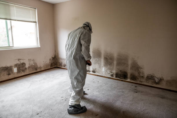 Best Certified Mold Removal  in Williamsport, PA