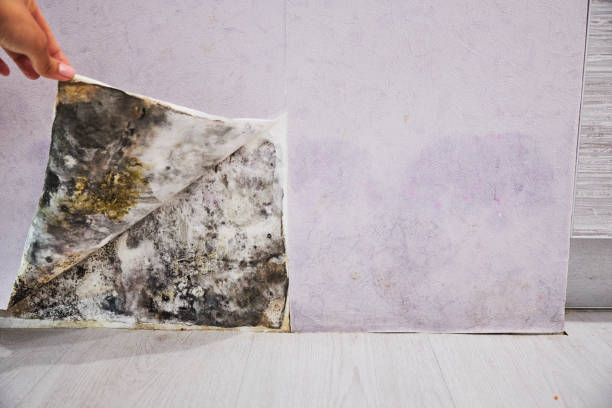 Best Black Mold Removal  in Williamsport, PA